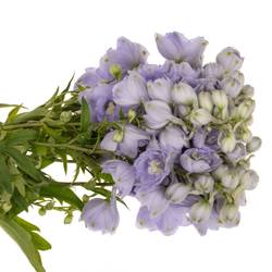 Delphinium milka Misty 50cm