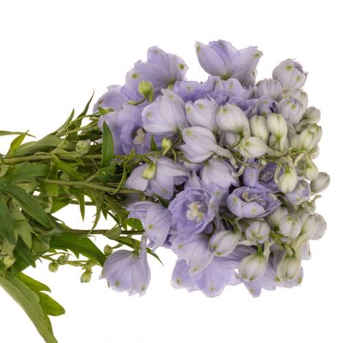 Delphinium milka Misty 50cm