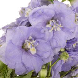 Delphinium milka Misty 50cm