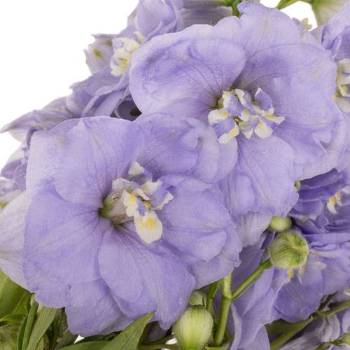 Delphinium milka Misty 50cm