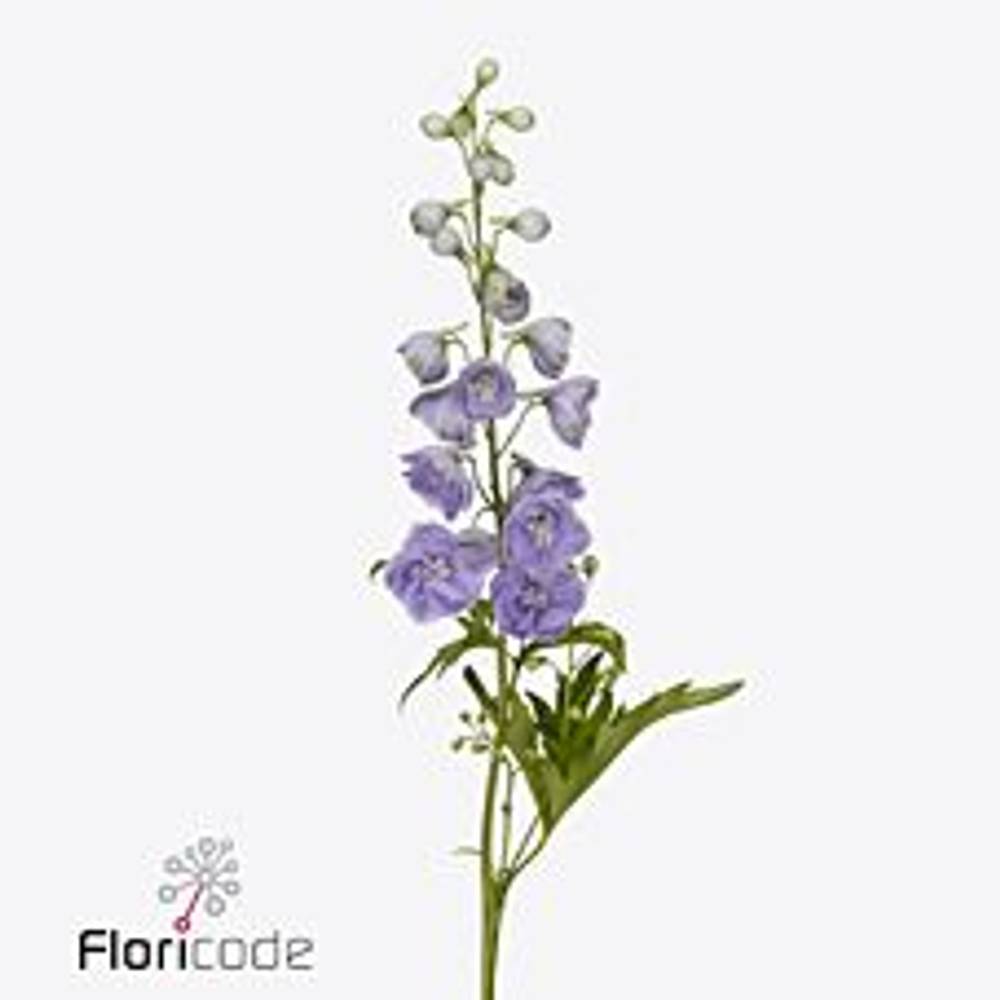 Delphinium milka Misty 50cm