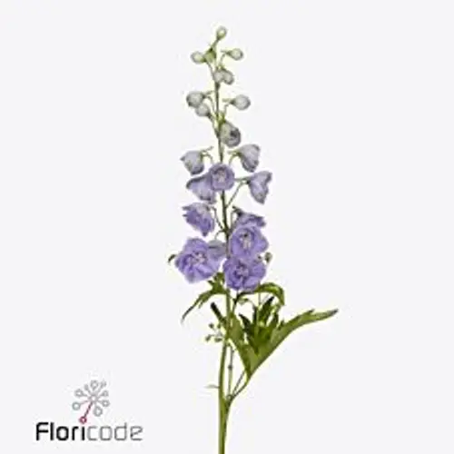 Delphinium milka Misty 50cm