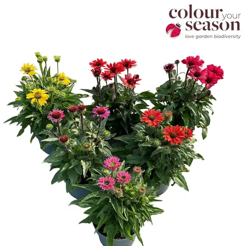Echinacea mix T19 H50