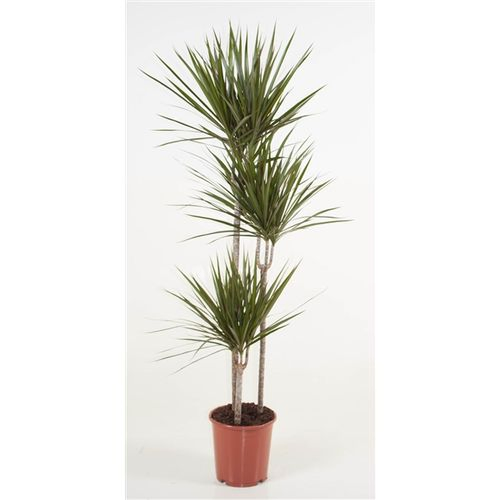 Dracaena Margina T24 H150