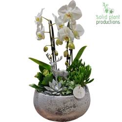 Phal.Arr PX042 silber Weihnachten T28 H050