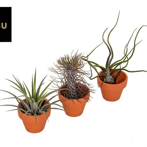 Tillandsia mix Im Terracotta Topf T06 H015