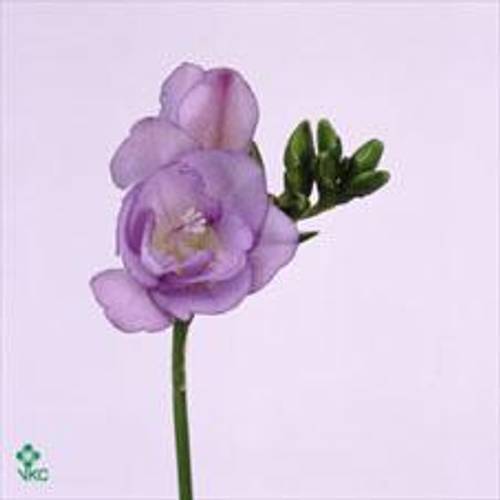 Freesie blau Ancona 20 Gramm