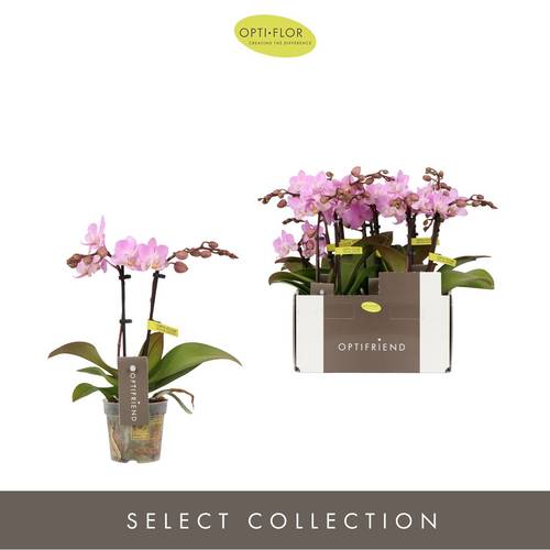 Phal.2-R rosa T07 H025