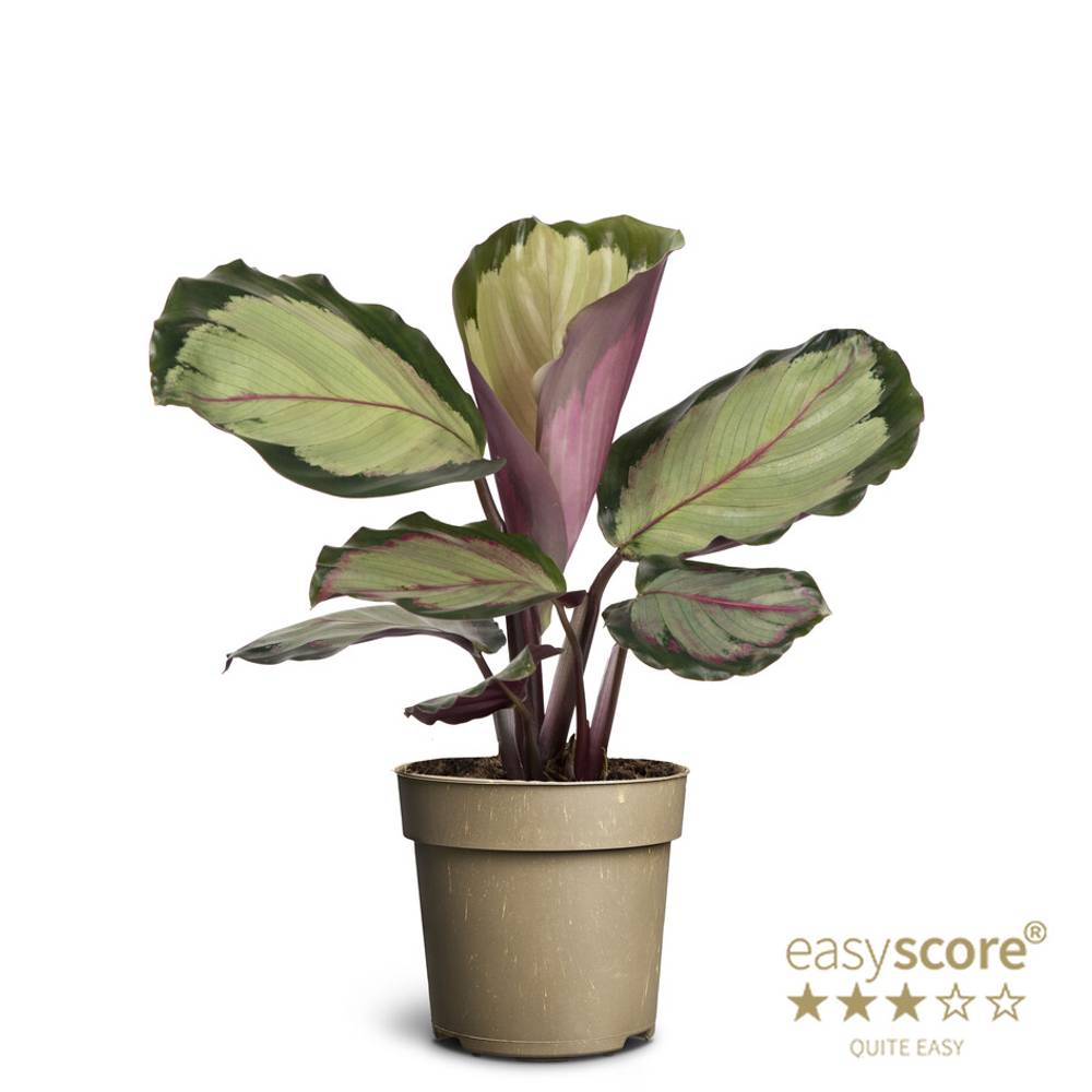 Calathea Roseopicta Corona T11 H025