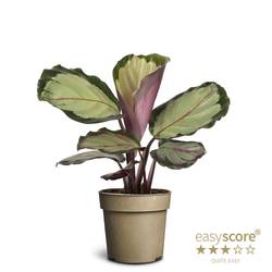 Calathea Roseopicta Corona T11 H025