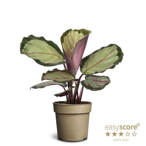 Calathea Roseopicta Corona T11 H025