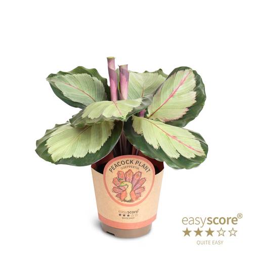 Calathea Roseopicta Corona T11 H025