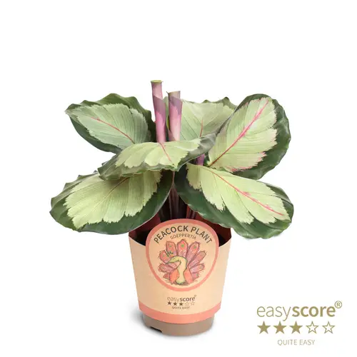 Calathea Roseopicta Corona T11 H025