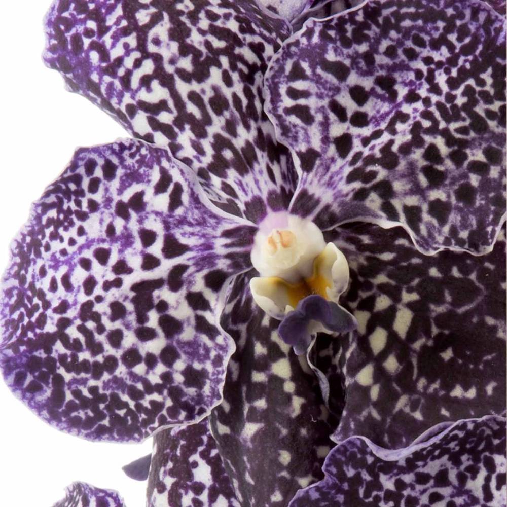 Vanda dunkel lila Jeff Leatham 2-3 Stiele 16Blüte