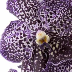 Vanda dunkel lila Jeff Leatham 2-3 Stiele 16Blüte