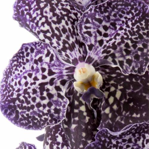 Vanda dunkel lila Jeff Leatham 2-3 Stiele 16Blüte