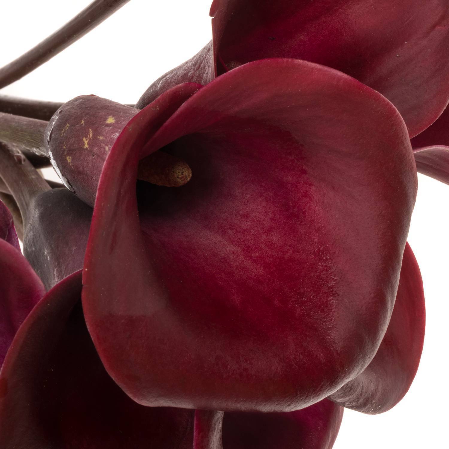 Calla weinrot Bordeaux 50cm (Calla ) | Heyl