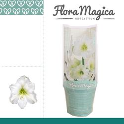 Amar.1er weiss Arctic Tüte T13 H25 113014WT