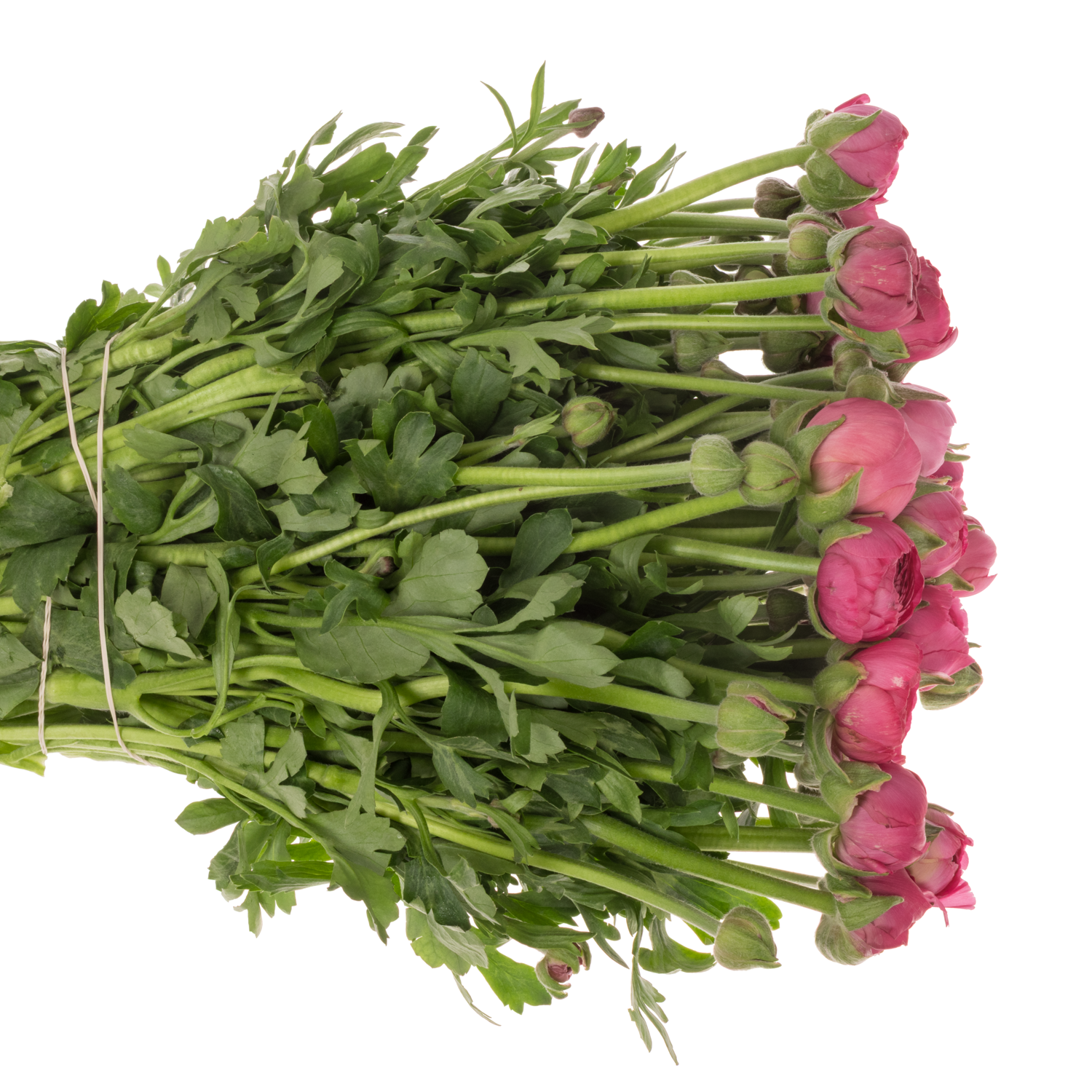 Ranunkel cerise Thomas Bonbon x 30 65 Gramm 42cm