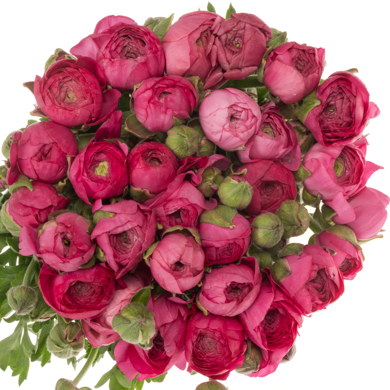 Ranunkel cerise Thomas Bonbon x 30 65 Gramm 42cm