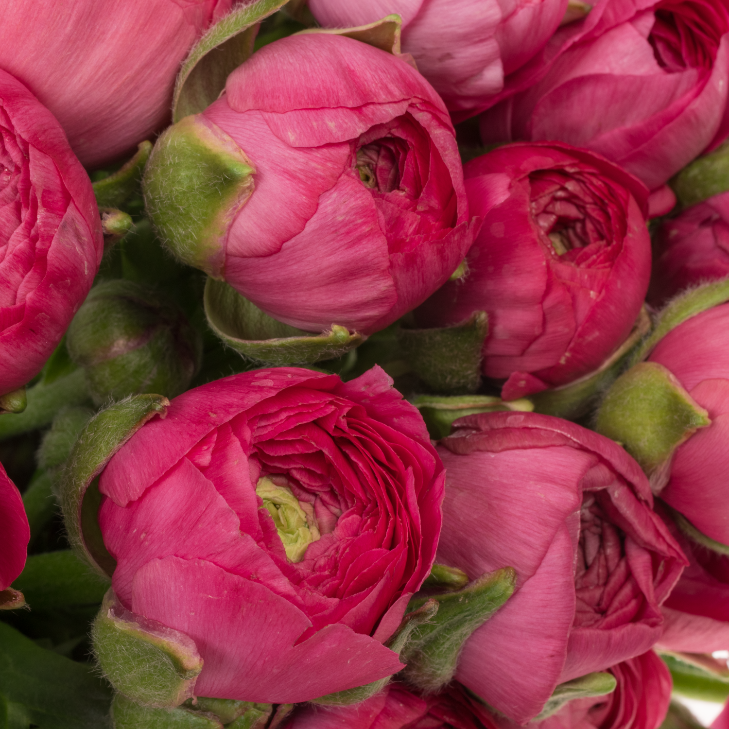 Ranunkel cerise Thomas Bonbon x 30 65 Gramm 42cm