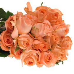 Rose apricot Coral Reef (Ec) 70cm