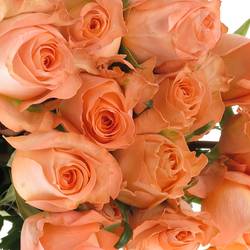 Rose apricot Coral Reef (Ec) 70cm