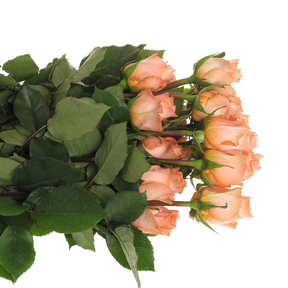 Rose apricot Coral Reef (Ec) 70cm