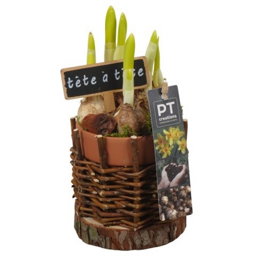 Narzis.Arr PTN8752 T11 H017