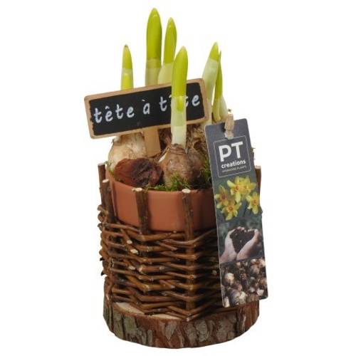 Narzis.Arr PTN8752 T11 H017