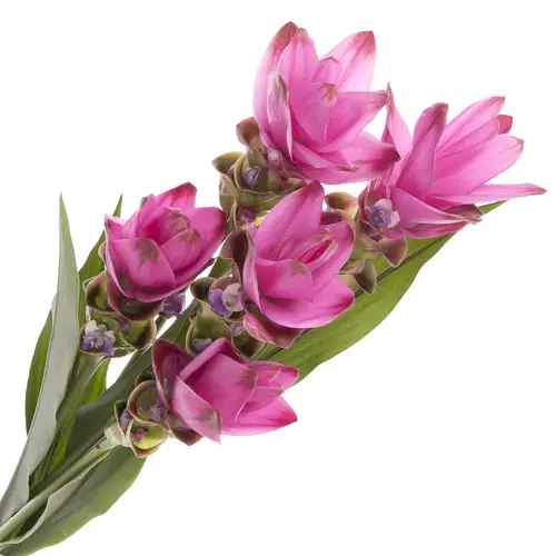Curcuma rosa Siam Supreme 70cm