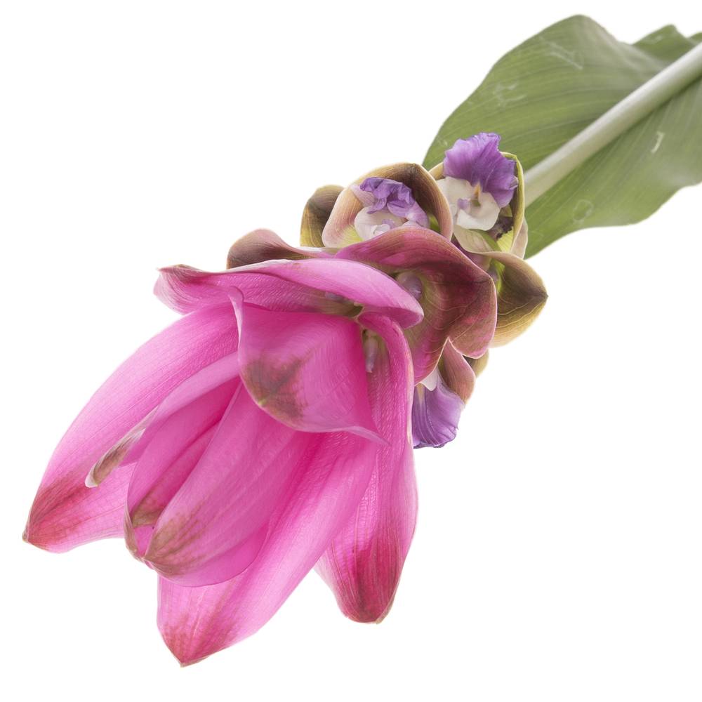 Curcuma rosa Siam Supreme 70cm
