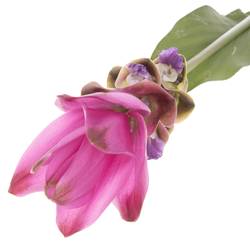Curcuma rosa Siam Supreme 70cm