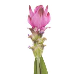 Curcuma rosa Siam Supreme 70cm