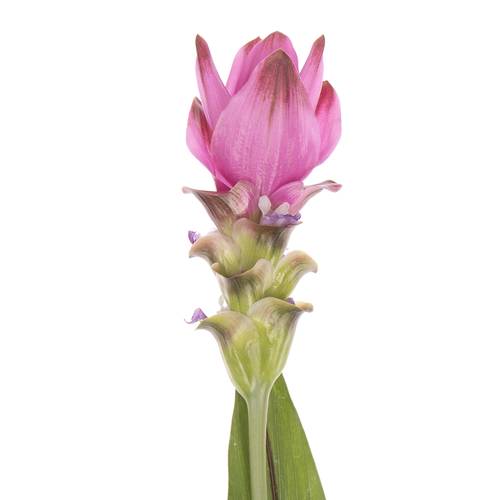 Curcuma rosa Siam Supreme 70cm