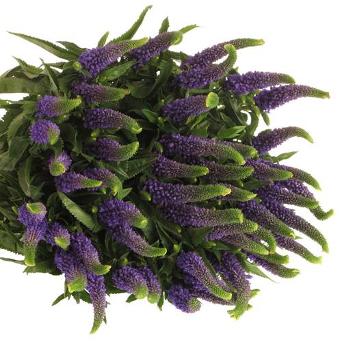 Veronica milka Smart Laguna 50cm