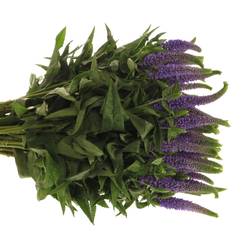 Veronica milka Smart Laguna 50cm