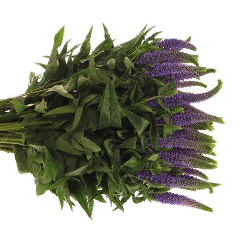 Veronica milka Smart Laguna 50cm