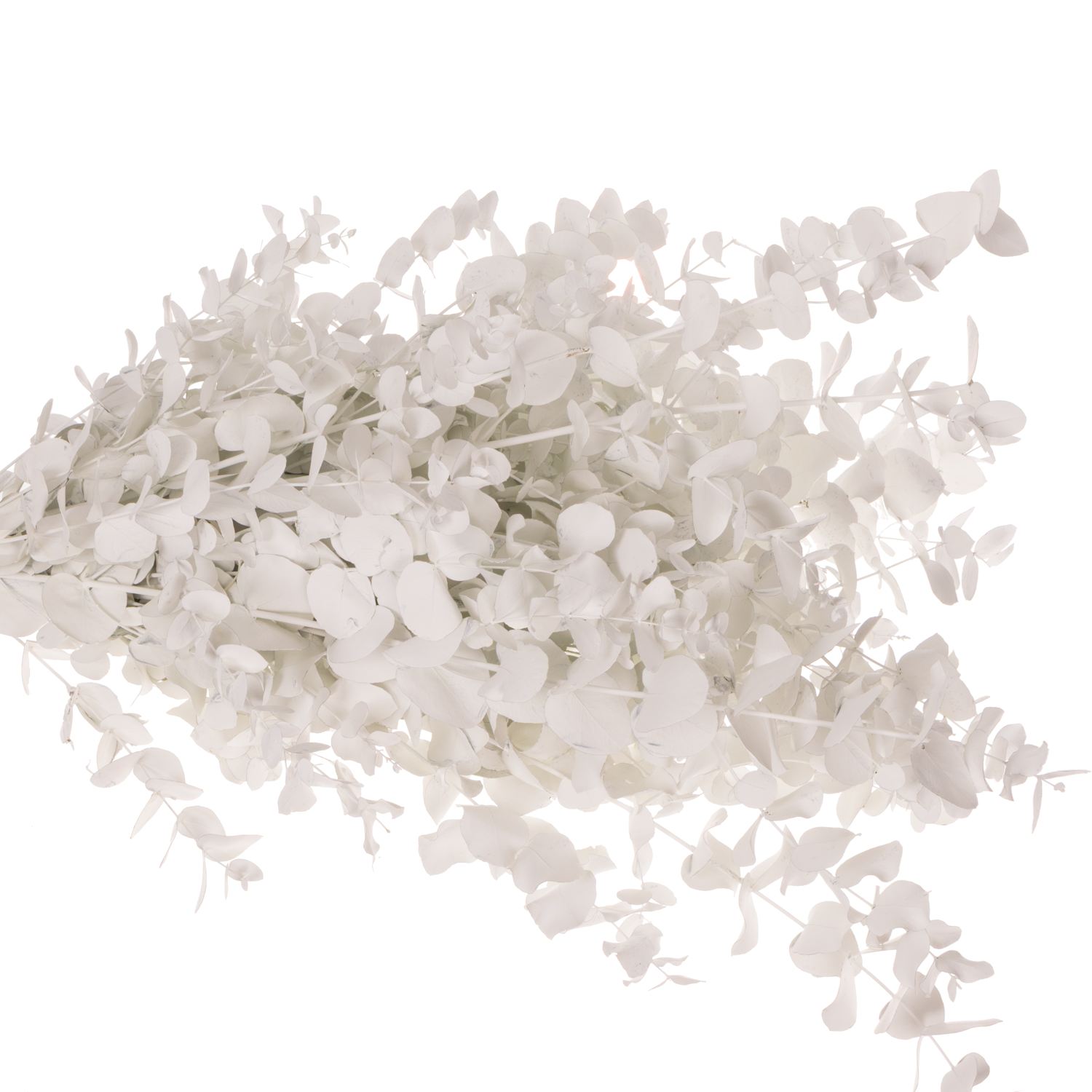 Populus weiss gefärbt Cinerea 200 Gramm 65cm