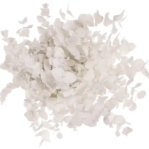 Populus weiss gefärbt Cinerea 200 Gramm 65cm