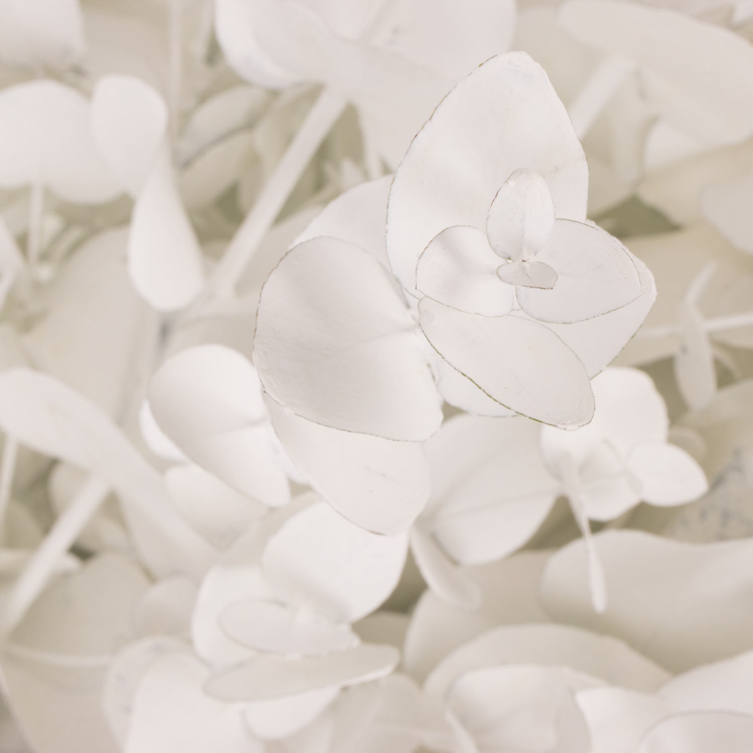 Populus weiss gefärbt Cinerea 200 Gramm 65cm