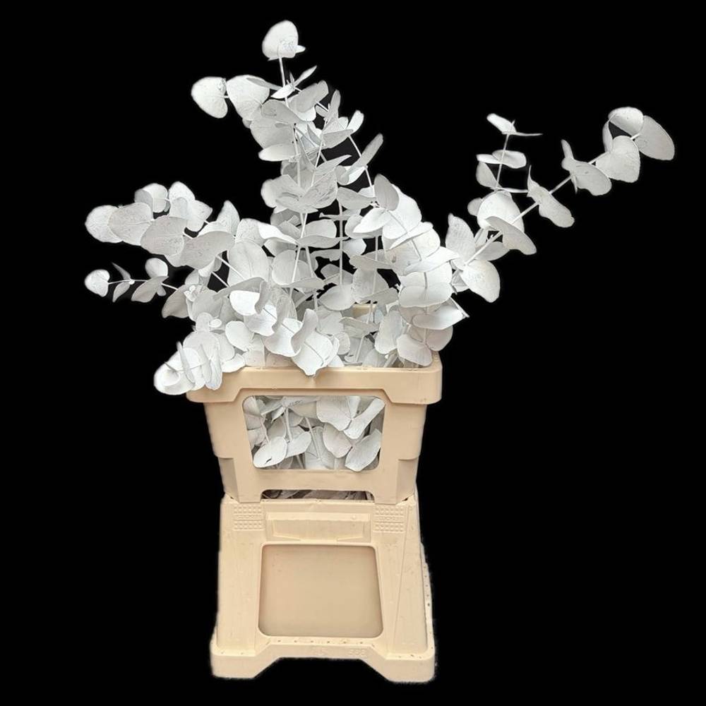 Populus weiss gefärbt Cinerea 200 Gramm 65cm