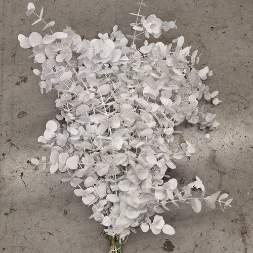 Populus weiss gefärbt Cinerea 200 Gramm 65cm