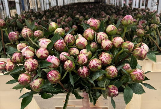 Pfingstrose rosa Sarah Bernard 55cm