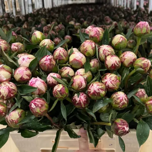 Pfingstrose rosa Sarah Bernard 55cm