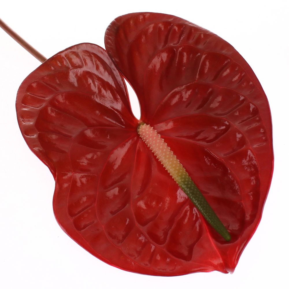Anthurium braun Choco Blüte 13cm
