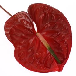 Anthurium braun Choco Blüte 13cm