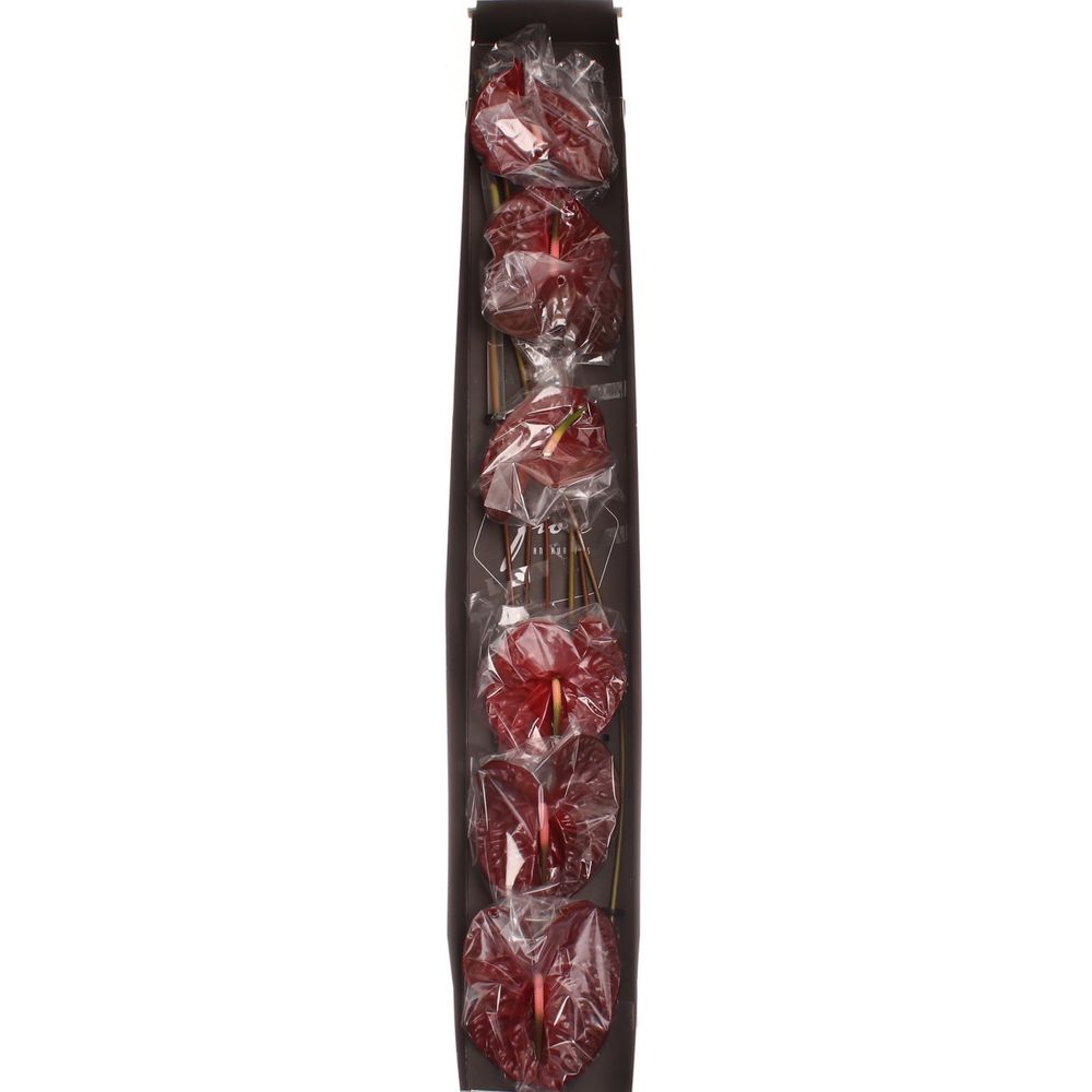 Anthurium braun Choco Blüte 13cm