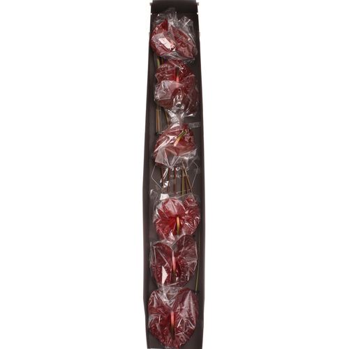 Anthurium braun Choco Blüte 13cm
