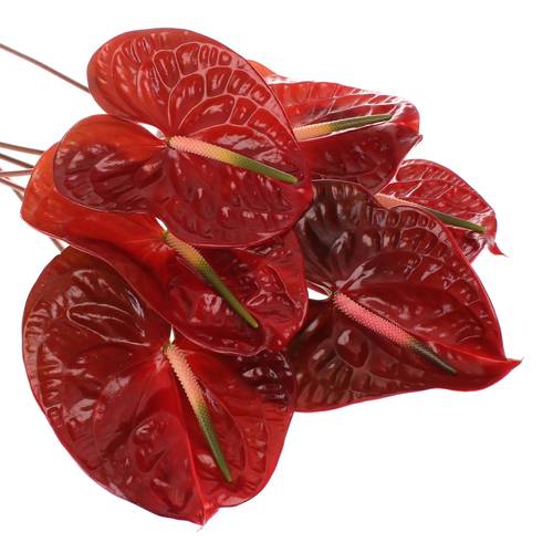 Anthurium terrakotta Choco Blüte 13cm